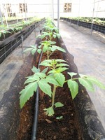 108學年度設施番茄8