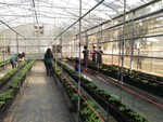 108學年度設施番茄9