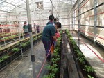 108學年度設施番茄10