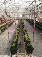 108學年度設施番茄11
