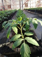 108學年度設施番茄12