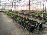 108學年度設施番茄14