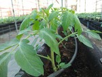108學年度設施番茄15