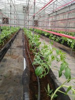 108學年度設施番茄16
