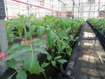108學年度設施番茄3
