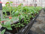 108學年度設施番茄6
