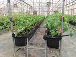 108學年度設施番茄7