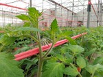 108學年度設施番茄8