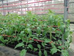 108學年度設施番茄11