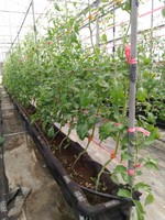 108學年度設施番茄2