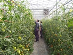 108學年度設施番茄7