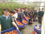 108學年度設施番茄10