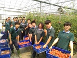 108學年度設施番茄5