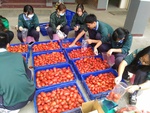108學年度設施番茄15
