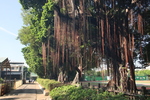 1100430-旱溪媽繞境文化巡禮1