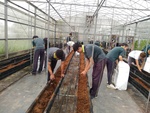 109學年度設施番茄1