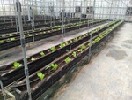 109學年度設施番茄6