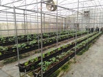 109學年度設施番茄10