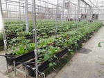 109學年度設施番茄13