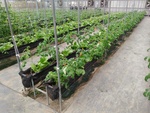 109學年度設施番茄14