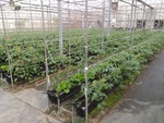109學年度設施番茄4
