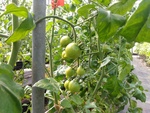109學年度設施番茄6