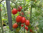 109學年度設施番茄7