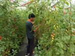 109學年度設施番茄8