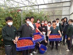 109學年度設施番茄11