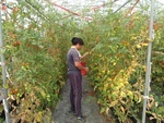 109學年度設施番茄6