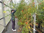 109學年度設施番茄7