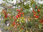 109學年度設施番茄12