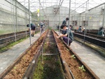 110學年度設施番茄6