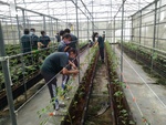 110學年度設施番茄12