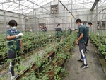 110學年度設施番茄2