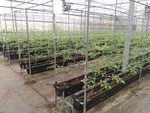 110學年度設施番茄6