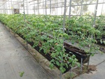 110學年度設施番茄14