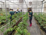 110學年度設施番茄16