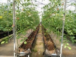 110學年度設施番茄2