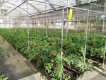 110學年度設施番茄5
