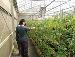 110學年度設施番茄9