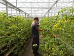 110學年度設施番茄12
