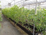 110學年度設施番茄15