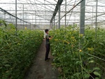 110學年度設施番茄16