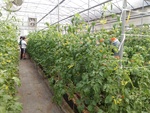 110學年度設施番茄15