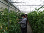 110學年度設施番茄16