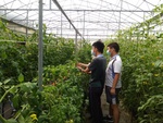 110學年度設施番茄1