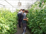110學年度設施番茄2