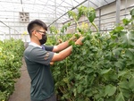 110學年度設施番茄4