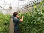 110學年度設施番茄5